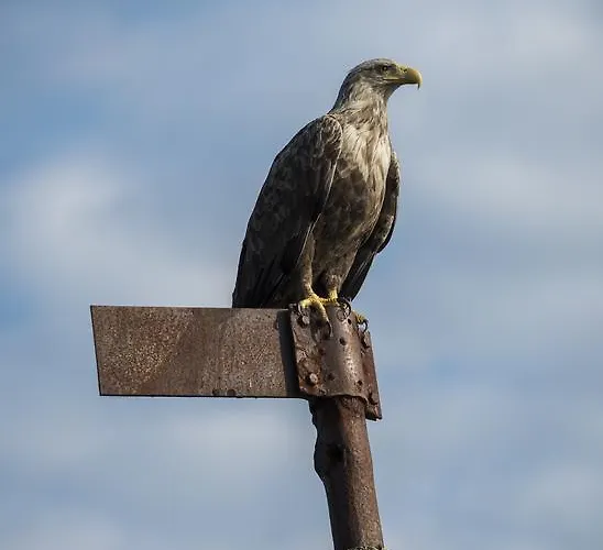 Vestfjord Panorama *